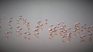 Viele Flamingos